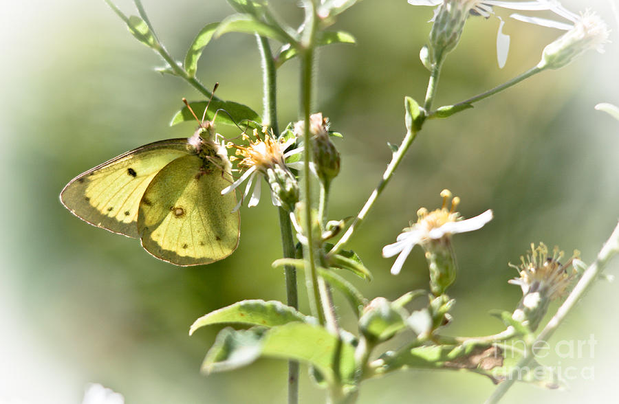 Pretty Yellow butterfly Photograph by Cheryl Baxter