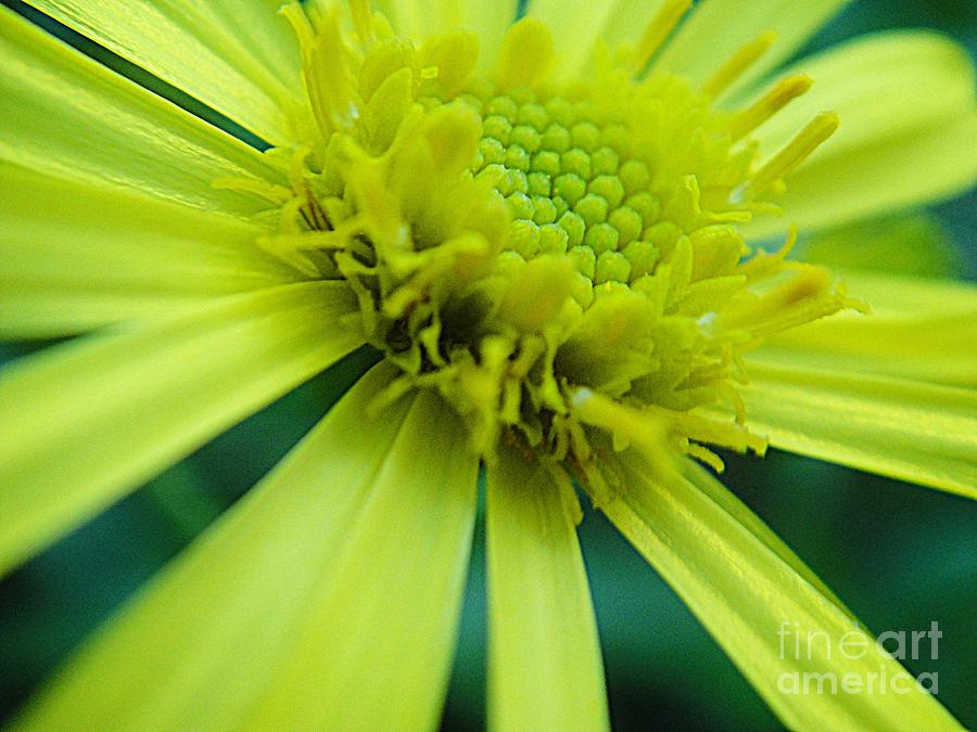 Pretty yellow flower Photograph by Karin Ravasio