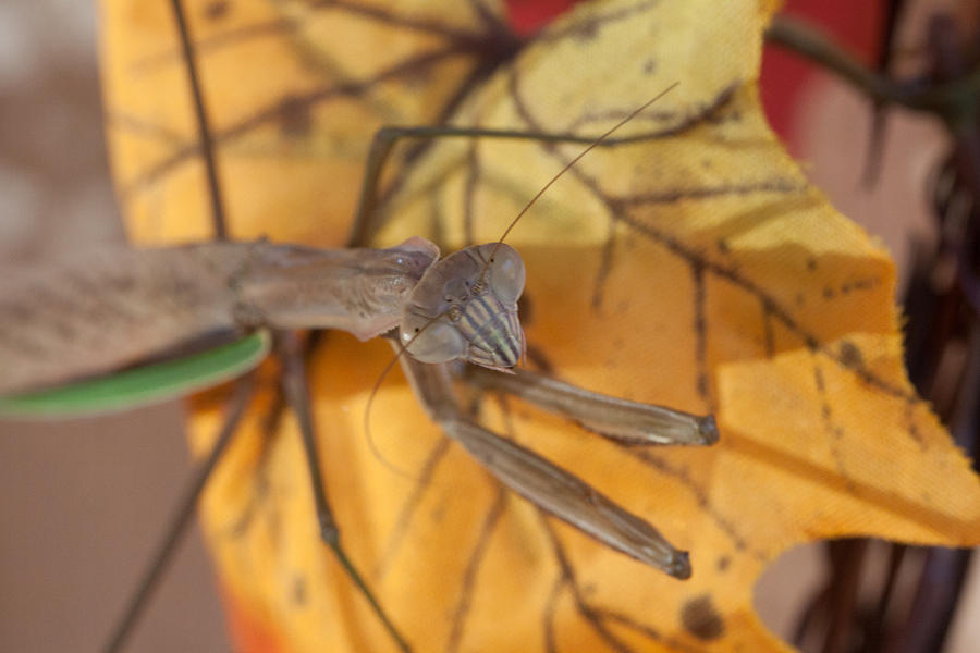 Preying Mantis in fall Photograph by Jeff Folger