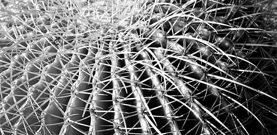 Prickle -Mike Hope Photograph by Michael Hope
