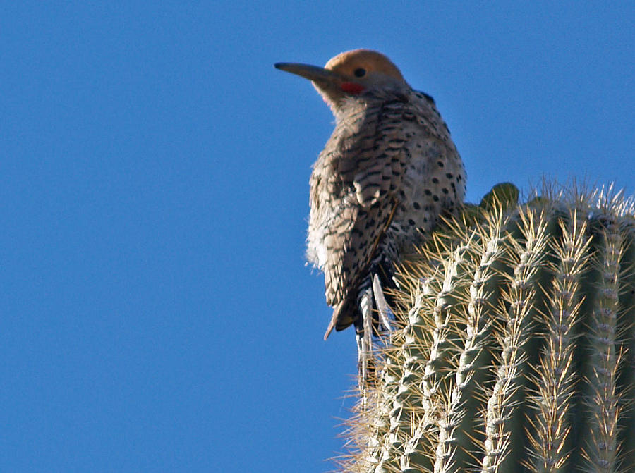 Prickley Perch Photograph By Monica Havelka 