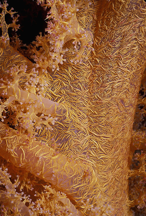 Prickly Alcyonarian Coral Photograph by Jeff Rotman