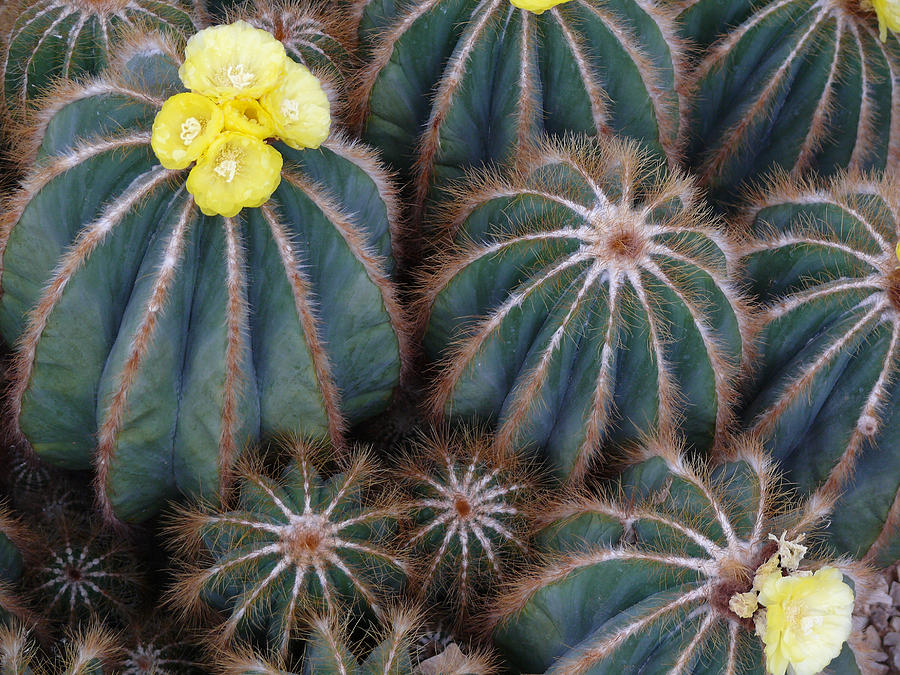 Prickly Beauties Photograph by Evelyn Tambour
