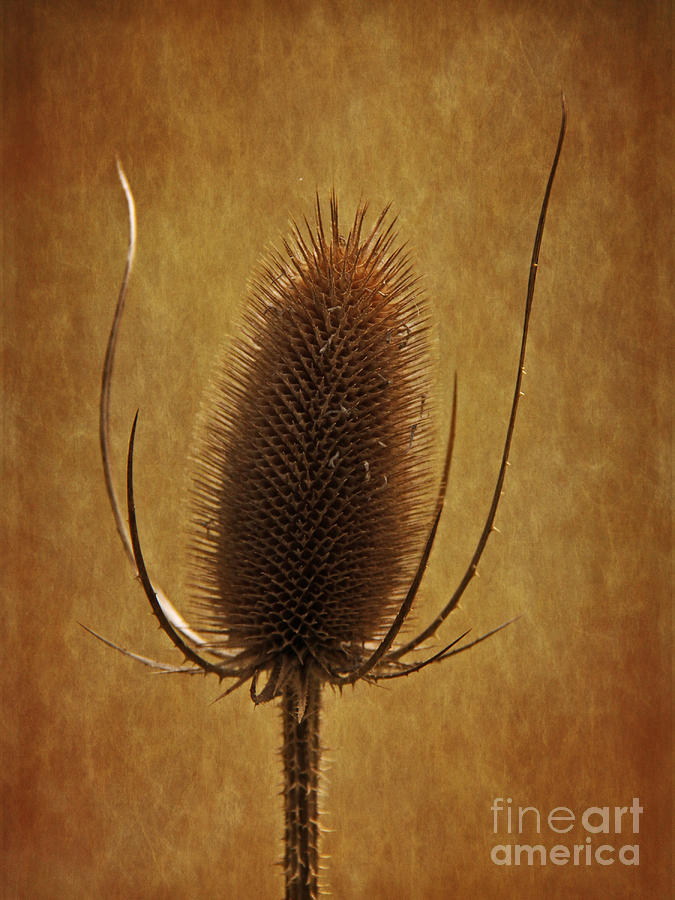 Prickly Beauty Photograph by Inge Riis McDonald