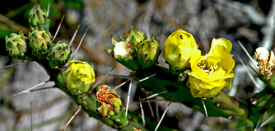 Prickly Pear Cactus Photograph - Prickly Beauty by Norman Johnson