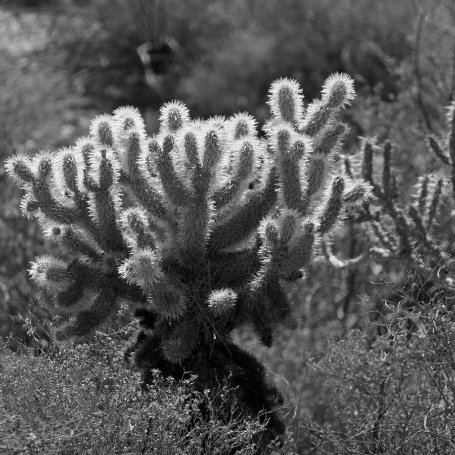 Prickly - Black and White Photograph by Suzanne Gaff