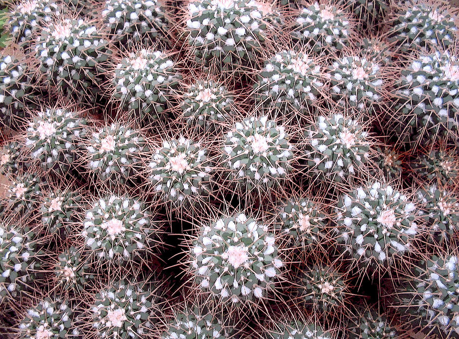 Prickly Business Photograph by Mary Bedy