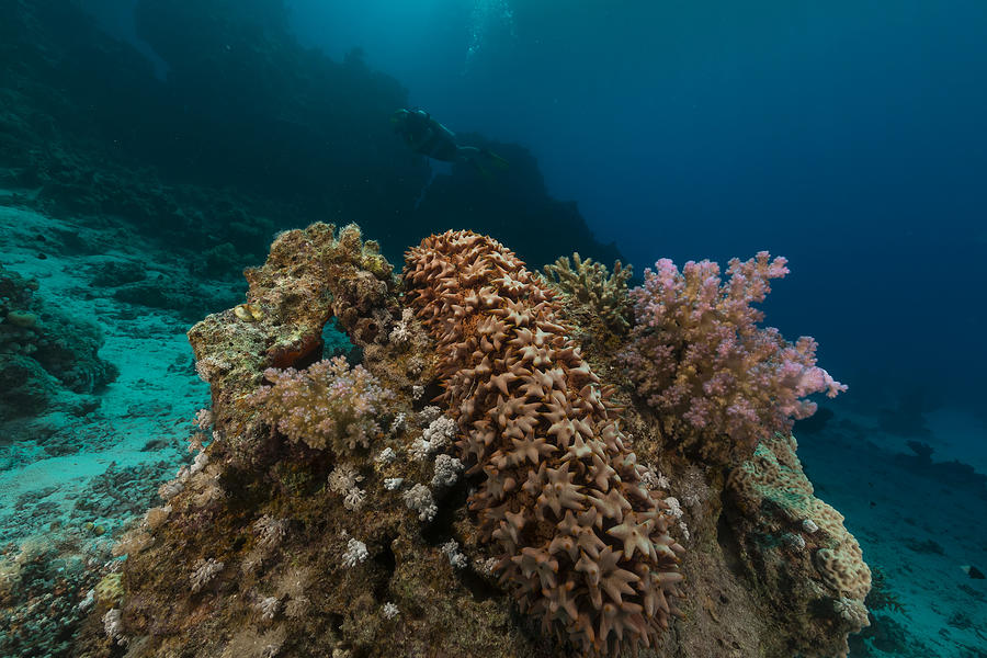 Prickly cucumber thelenota ananas in the Red Sea. Photograph by Stephan ...