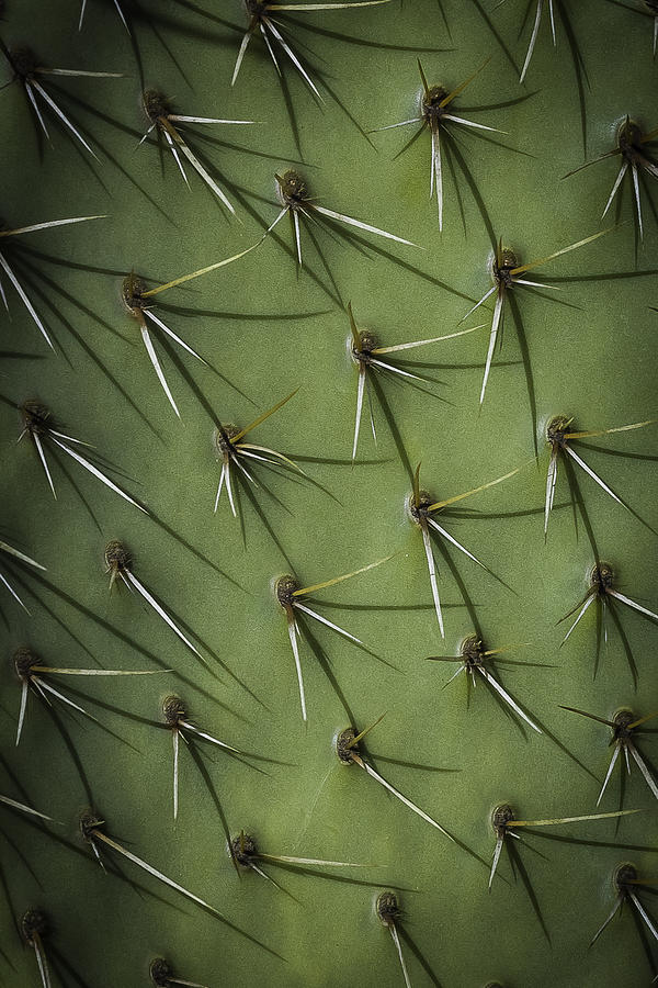 Prickly Photograph by Dave Hall