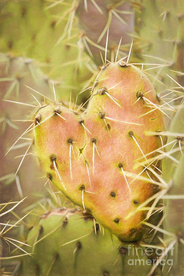 Prickly Heart 3 Photograph by Marianne Jensen