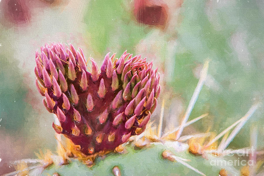 Prickly Heart Photograph by Marianne Jensen