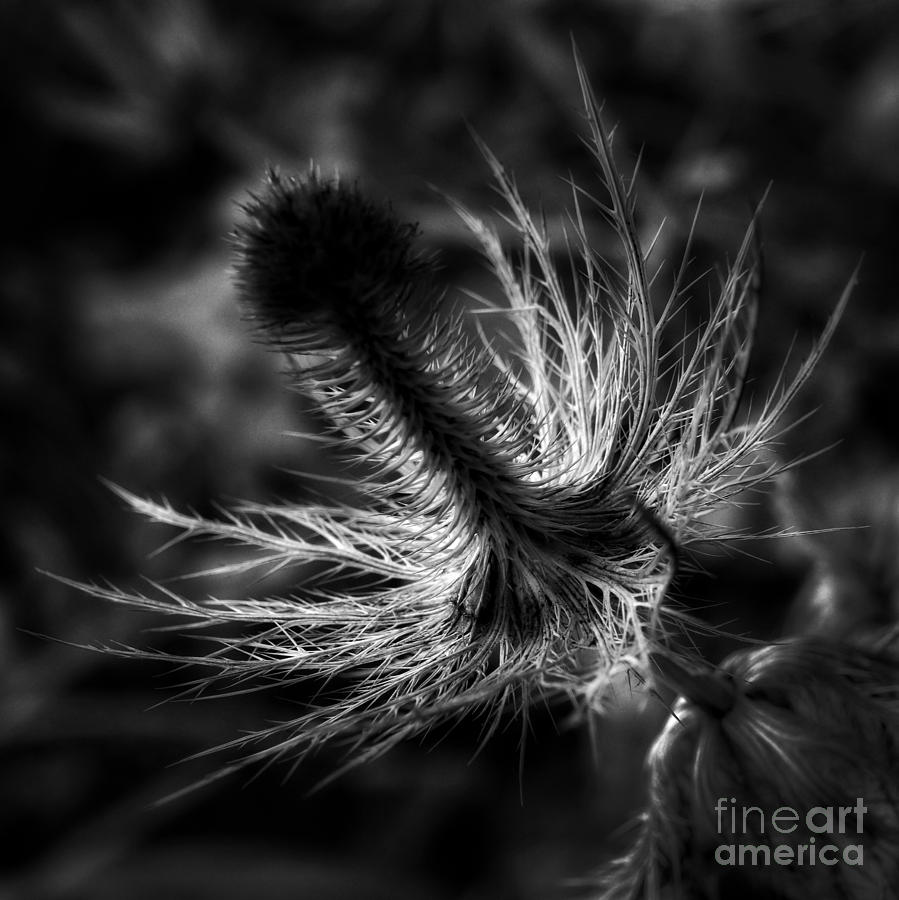 Prickly Photograph by Inge Riis McDonald