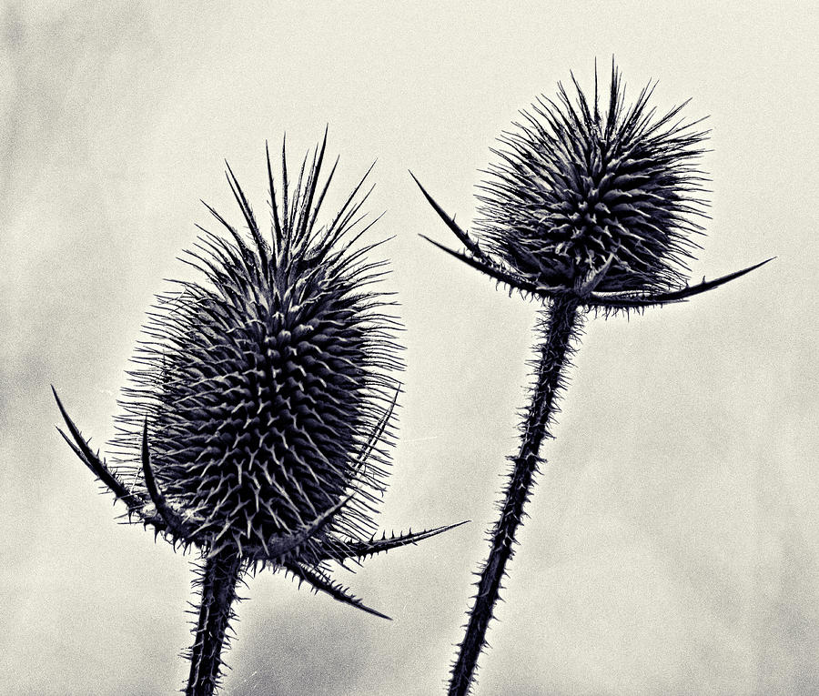 Thistle Photograph - Prickly by John Hansen