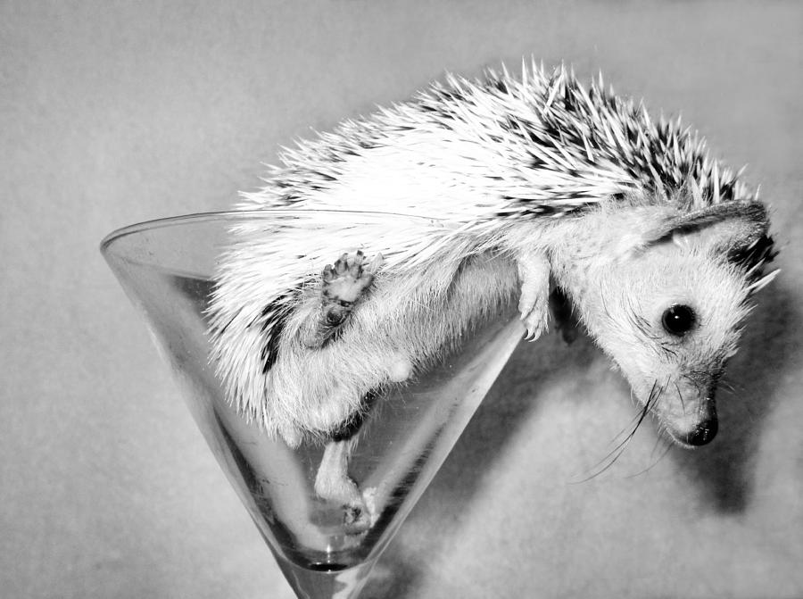 Prickly Martini Photograph