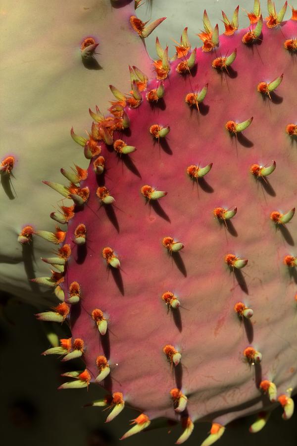 Nature Photograph - Prickly Pad by Wendi Curtis