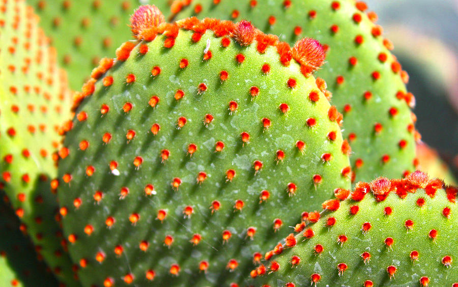 Prickly Pair Cactii - Mike Hope Photograph by Michael Hope
