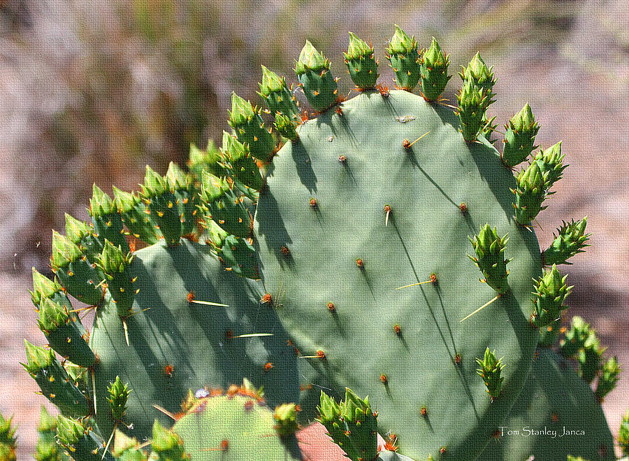 Prickly Pear About To Bloom Photograph by Tom Janca
