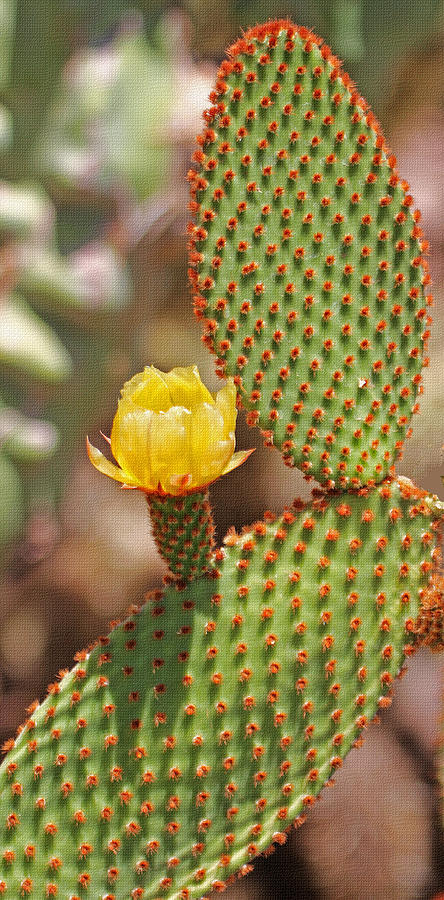 Prickly Pear And Flower Photograph by Tom Janca