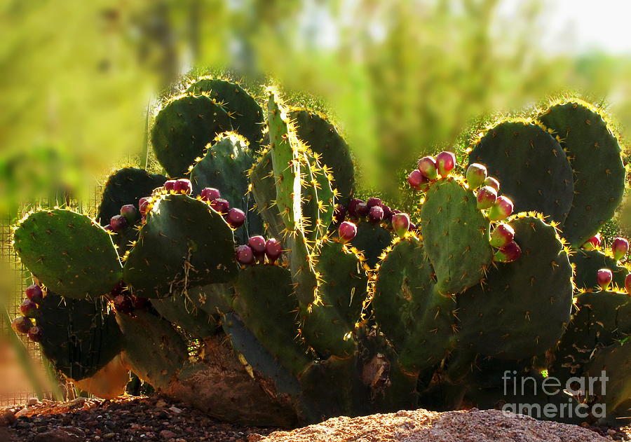 Prickly Pear And Fruit Photograph by Marilyn Smith