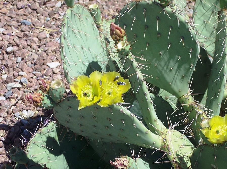 Prickly Pear Bees Photograph by The GYPSY and Mad Hatter