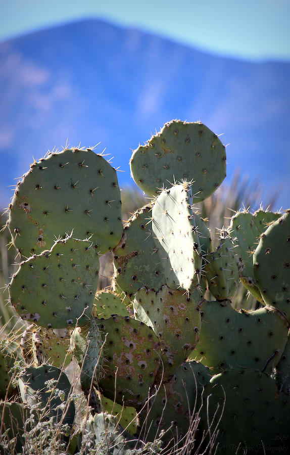 Prickly Pear Below the Peak Photograph by Aaron Burrows