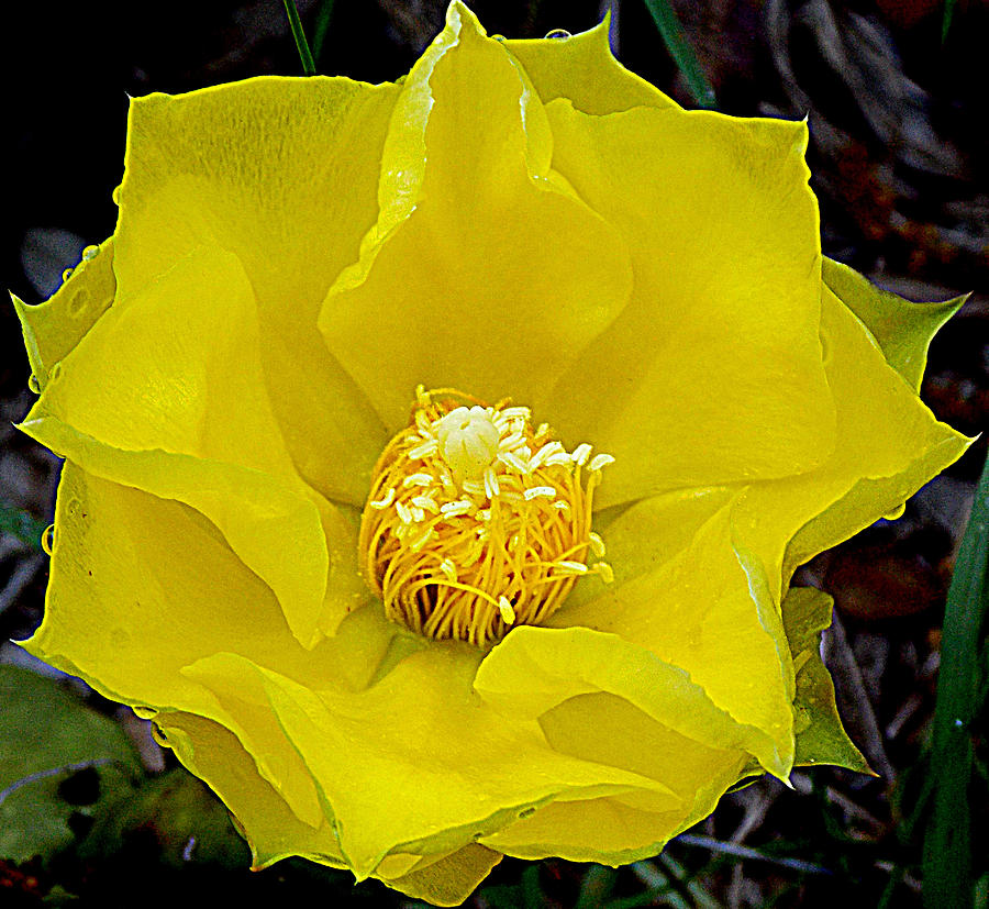 Prickly Pear Bloom 1 Photograph by Sheri McLeroy