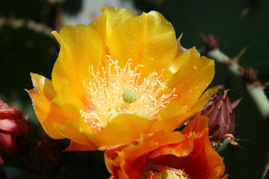 Pollen Photograph - Prickly Pear Blossom by Ellen Henneke