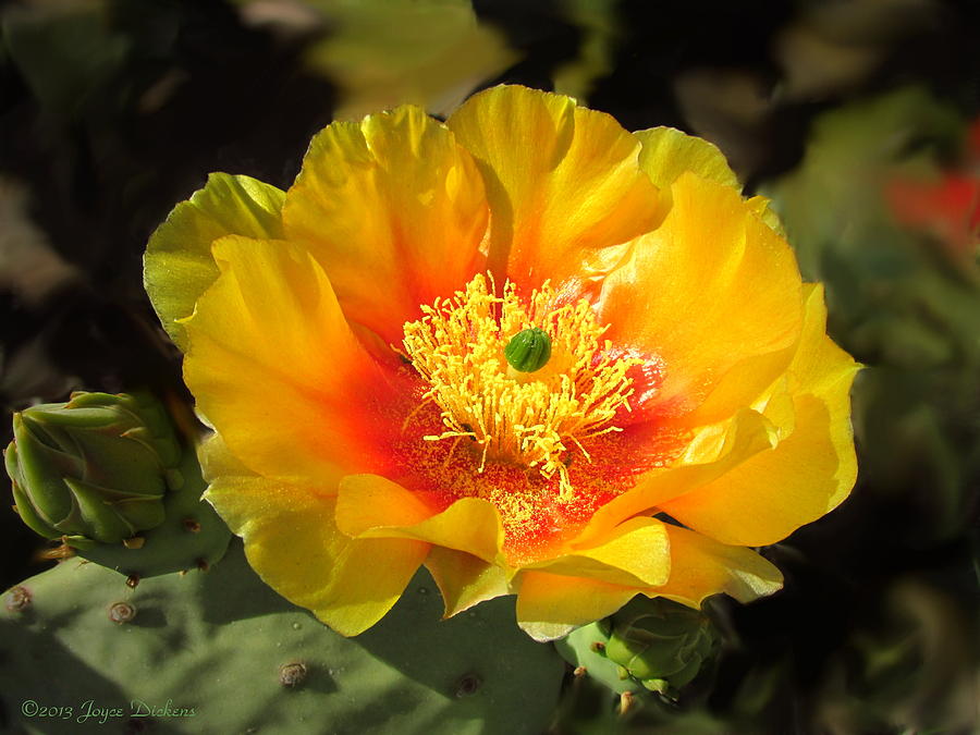 Prickly Pear Blossom Photograph by Joyce Dickens
