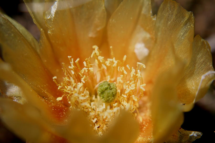 Prickly Pear Blossom Photograph by Trent Mallett