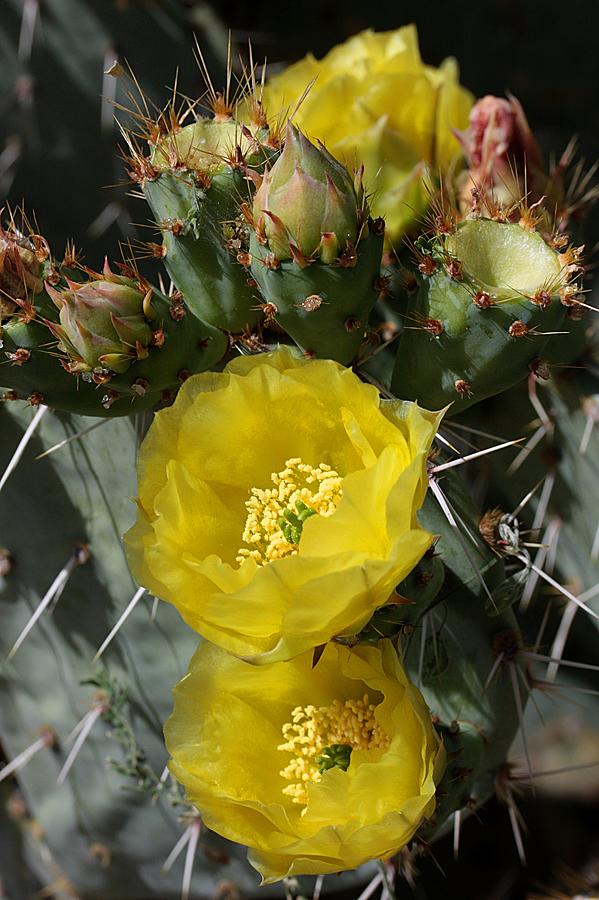 Prickly Pear Blossoms And Buds Photograph