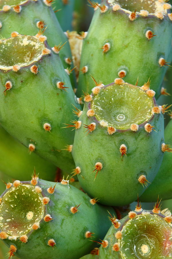 Nature Photograph - Prickly Pear Cactus 2AM-105306 by Andrew McInnes