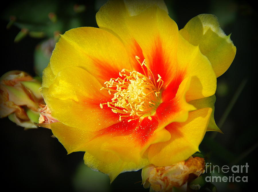 Prickly Pear Cactus Bloom Photograph by Christy Phillips - Fine Art America