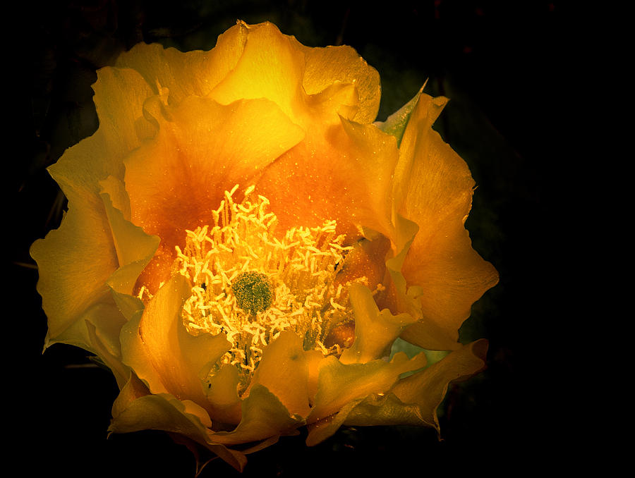 Prickly Pear Cactus Bloom Photograph by Dean Ginther