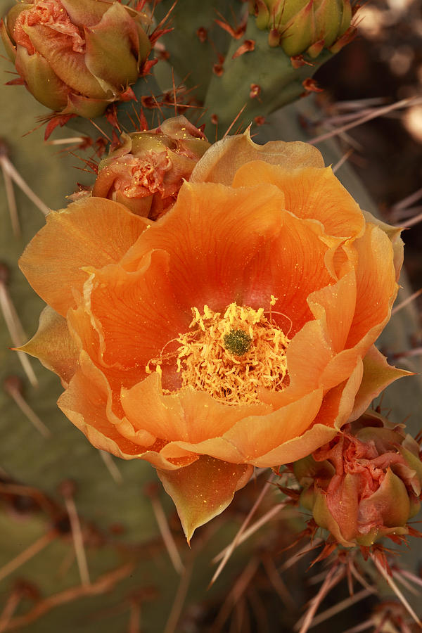 Prickly Pear Cactus Blooming in the Sandia Foothills Photograph by Alan Vance Ley