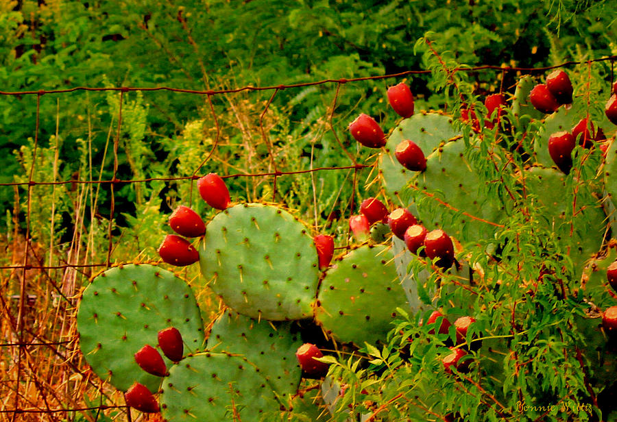 Prickly Pear Cactus Photograph by Bonnie Willis