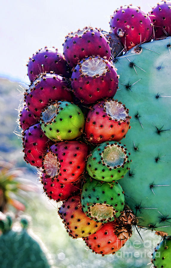 Prickly Pear Cactus by Diana Sainz Photograph by Diana Raquel Sainz