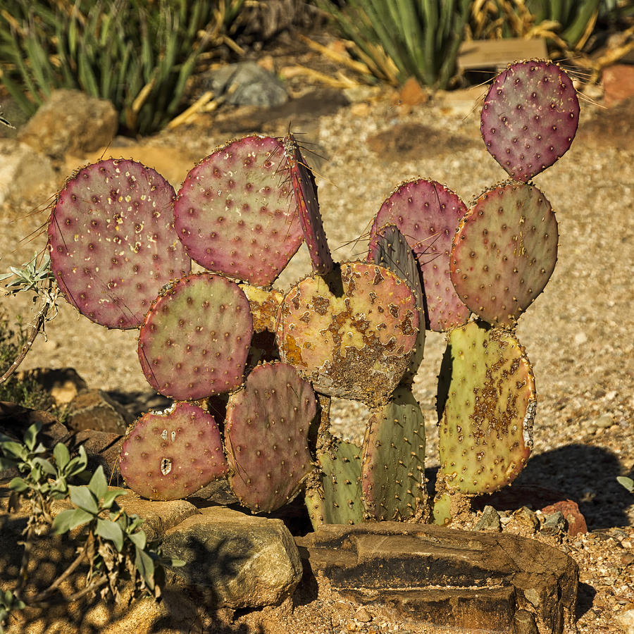 Prickly Pear Cactus DSC08545 Photograph by Greg Kluempers