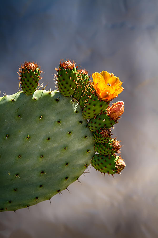 Prickly Pear Cactus Flower Photograph by John Haldane