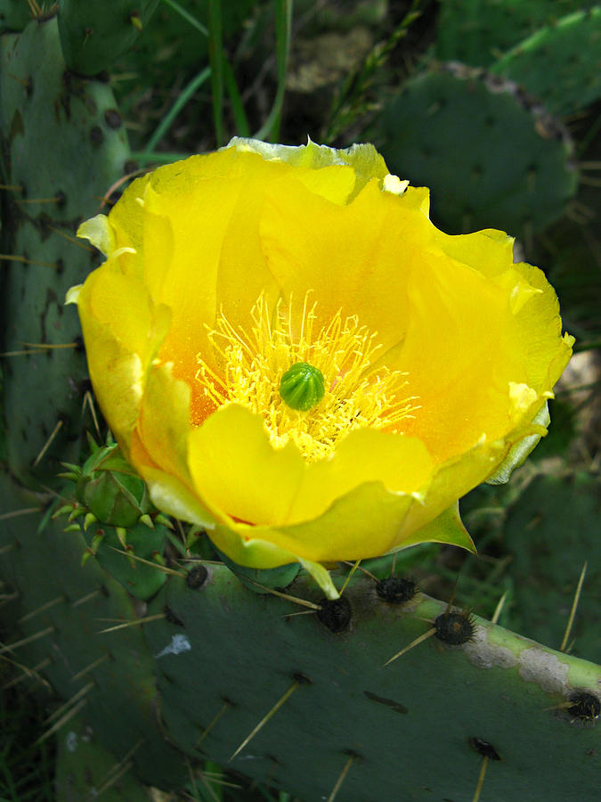 Nature Photograph - Prickly Pear Cactus by William Tanneberger