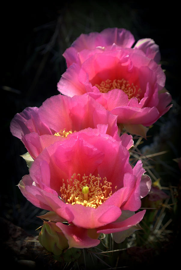 Prickly Pear Cactus Flowers Photograph by Nathan Abbott