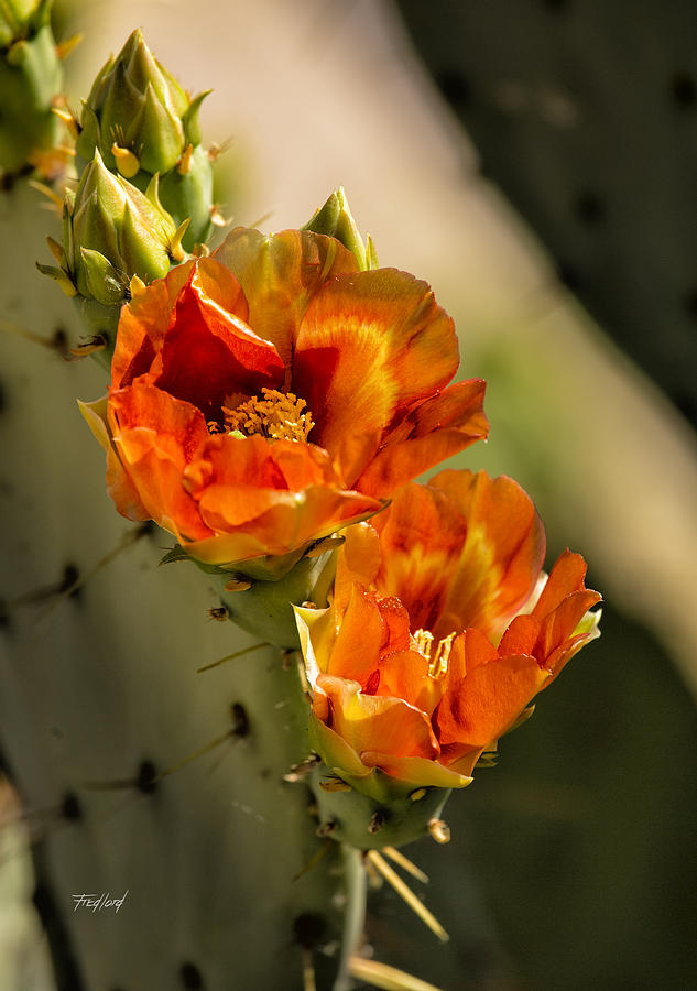 Prickly Pear Cactus Photograph by Fred J Lord