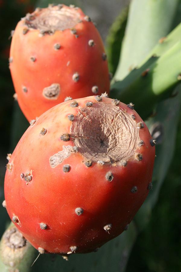 Prickly Pear Cactus Fruit - Indian Fig Photograph by Taiche Acrylic Art