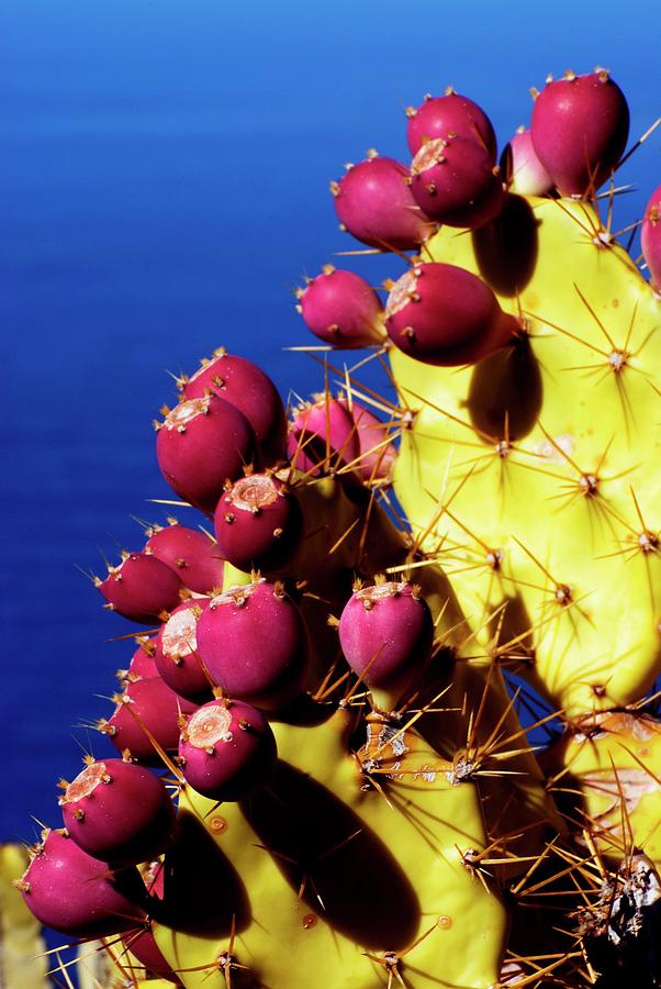 Prickly Pear Cactus Fruits Photograph by Dr. John Brackenbury/science