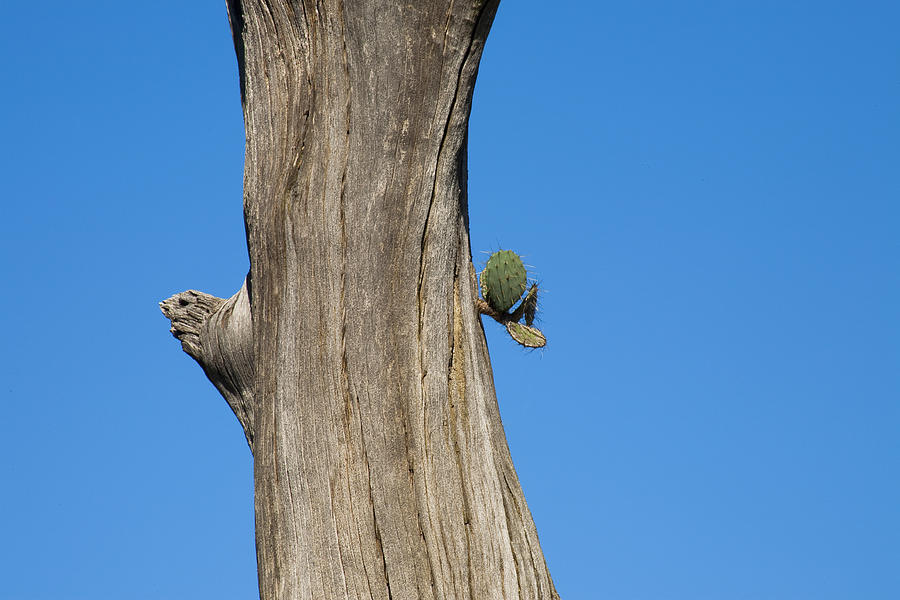 Prickly Pear Cactus Growing Out Of Dead Cypress Tree Photograph by Mark