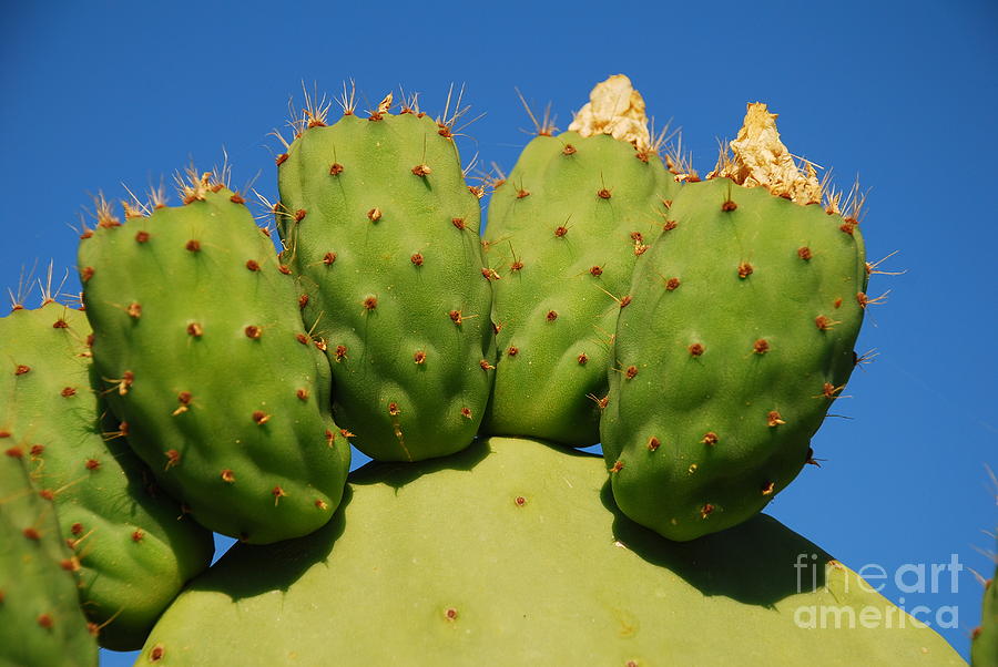 Prickly Pear Cactus Halki Photograph