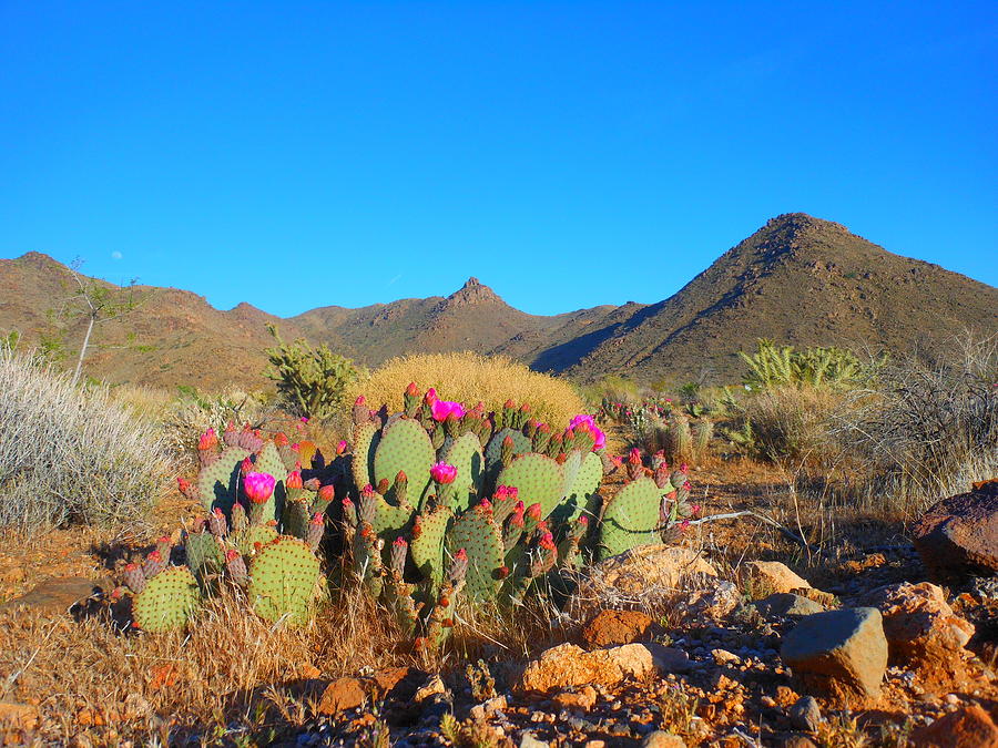 Spring Photograph - Prickly Pear Cactus In Spring by James Welch