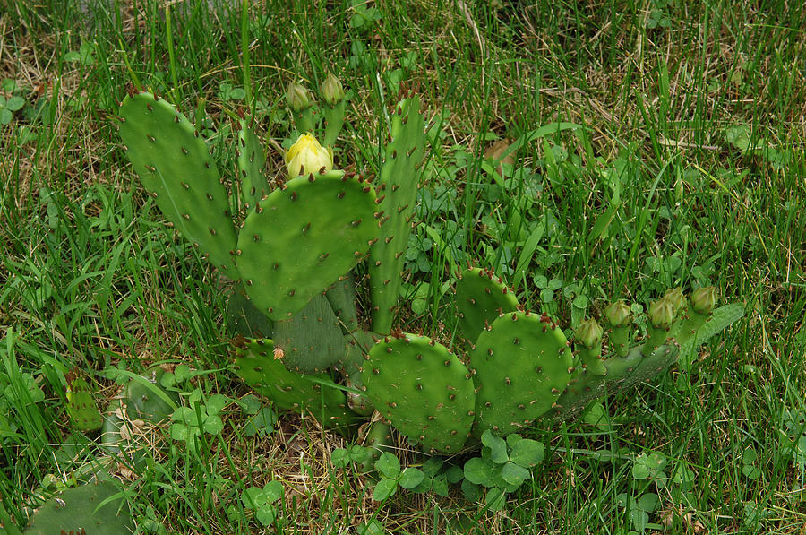 Prickly Pear Cactus Photograph by John W. Bova