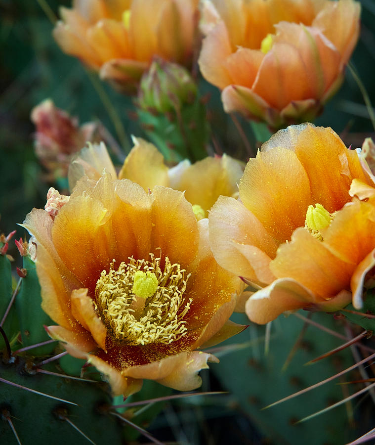 Prickly Pear Cactus Photograph by Mary Lee Dereske