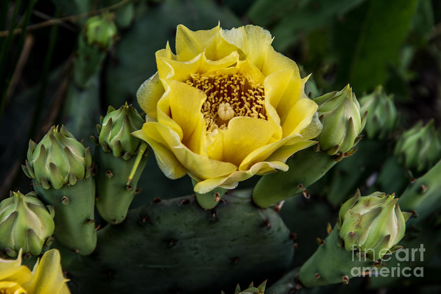 Prickly Pear Cactus Photograph - Prickly Pear Cactus by Mary Licanin