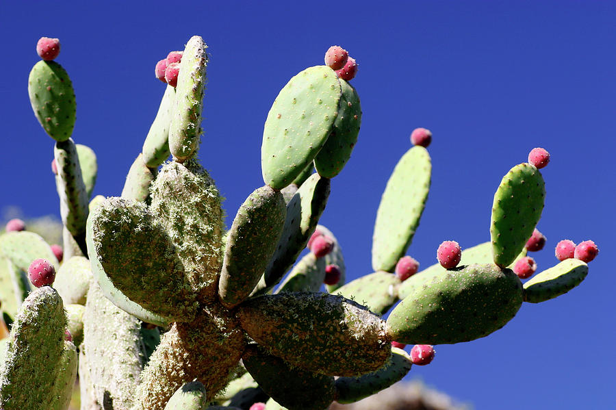 Prickly Pear Cactus Photograph By Michael Szoenyi Science Photo Library 